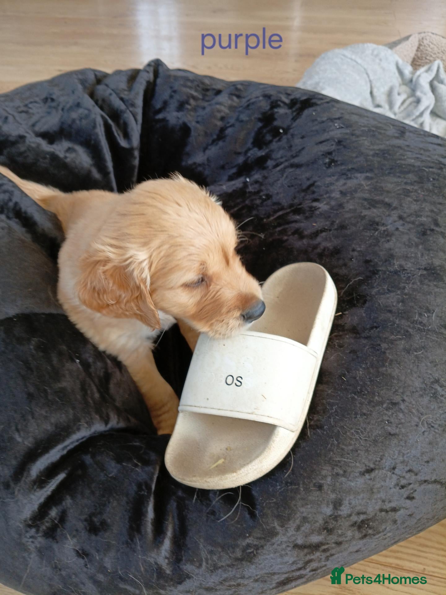 Golden Retriever dogs PEDIGREE GOLDEN RETRIEVERS  - Advert 1