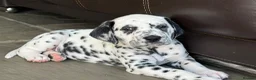 Dalmatian dogs for sale: Mr black - gorgeous black boy …..  - Advert 8