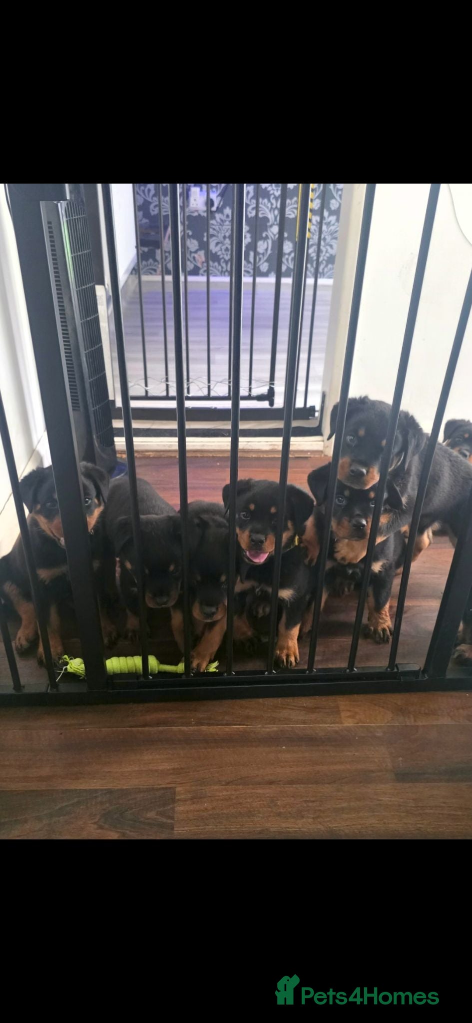 Rottweiler dogs rottweilers...READY  - Advert 17