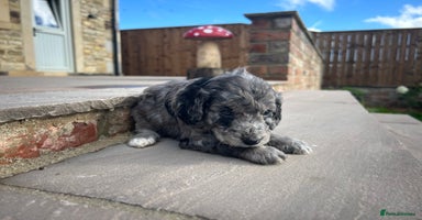 Cockapoo dogs - Advert 16