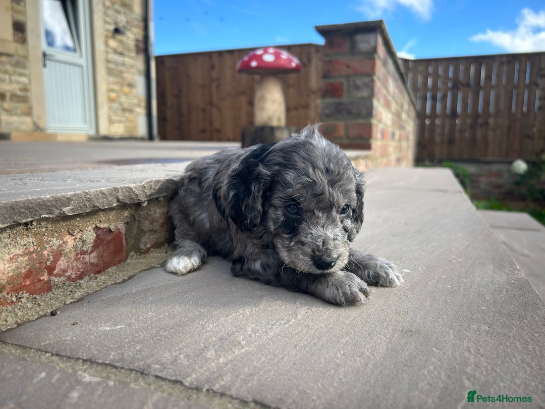 Cockapoo dogs for sale: Cockapoo puppies - Image 3
