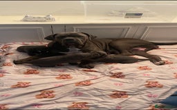 Cane Corso dogs for sale: Cane corso puppies looking for their forever homes - Image 8