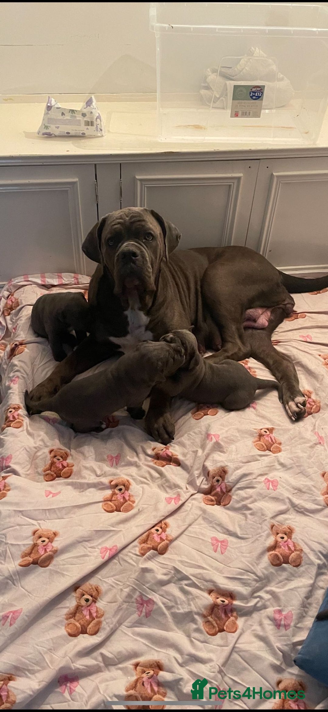 Cane Corso dogs for sale: Cane corso puppies looking for their forever homes - Image 8
