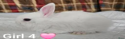 Mixed Breed rabbits for sale: Beautiful netherland dwarf x single mane lionhead  - Advert 4