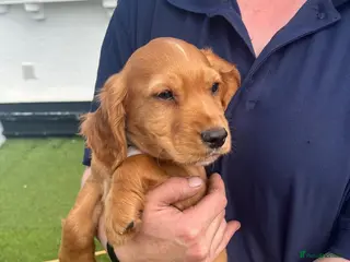 Cocker Spaniel dogs Cocker spaniel puppies - Advert 4