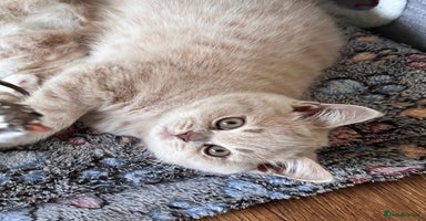 British Shorthair cats - Advert 1