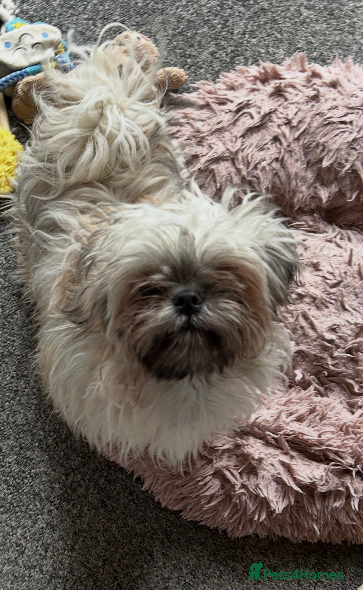 Shih Tzu dogs Imperial ShihTzu puppy - Advert 2