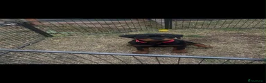 Rottweiler 5