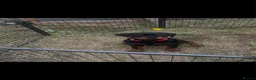 Rottweiler dogs for sale: KC-registered Rottweiler puppies - Advert 16