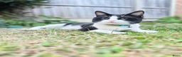 Mixed Breed cats for sale: Cat pair for sale with all accessories  - Advert 6