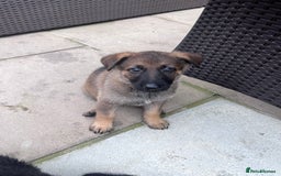 German Shepherd dogs for sale: gorgeous kc reg working blood line German Shepard  - Image 21