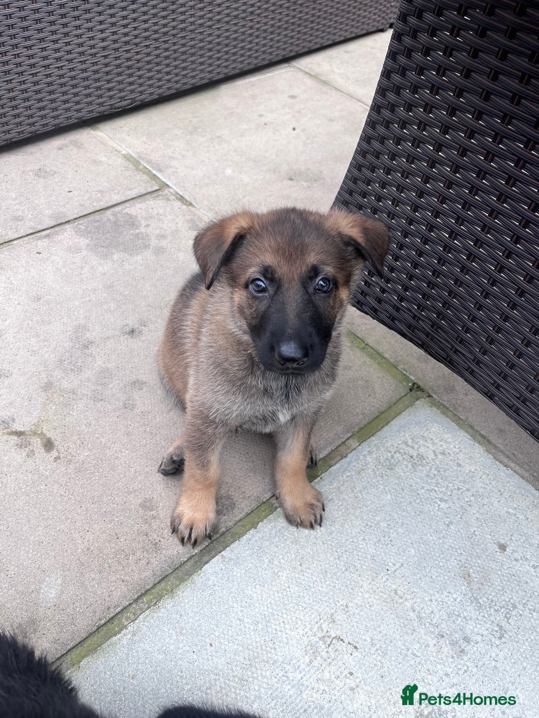 German Shepherd dogs for sale: gorgeous kc reg working blood line German Shepard  - Image 21