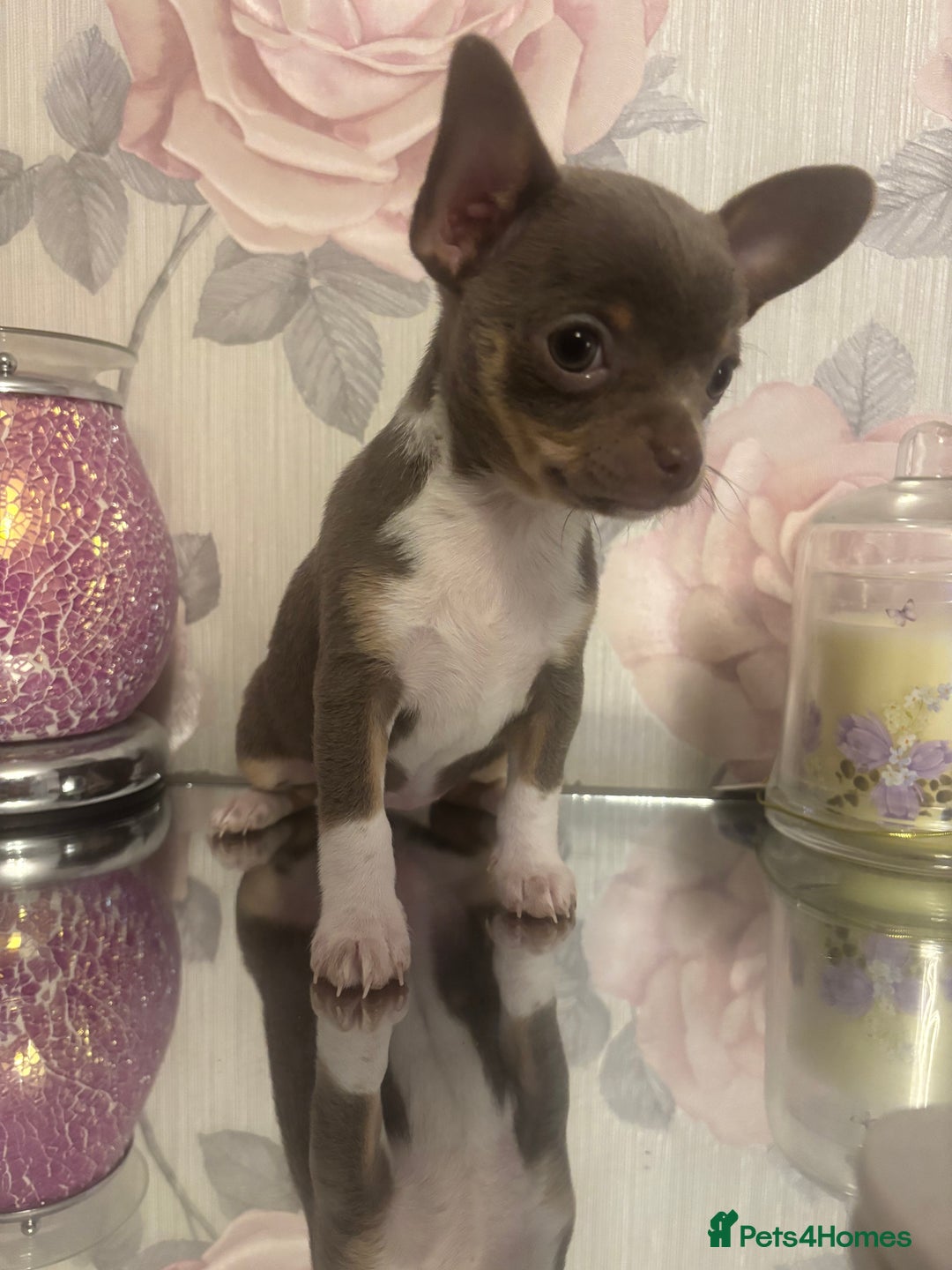 Chihuahua dogs for sale: Ready now ***Lilac girls - Image 29