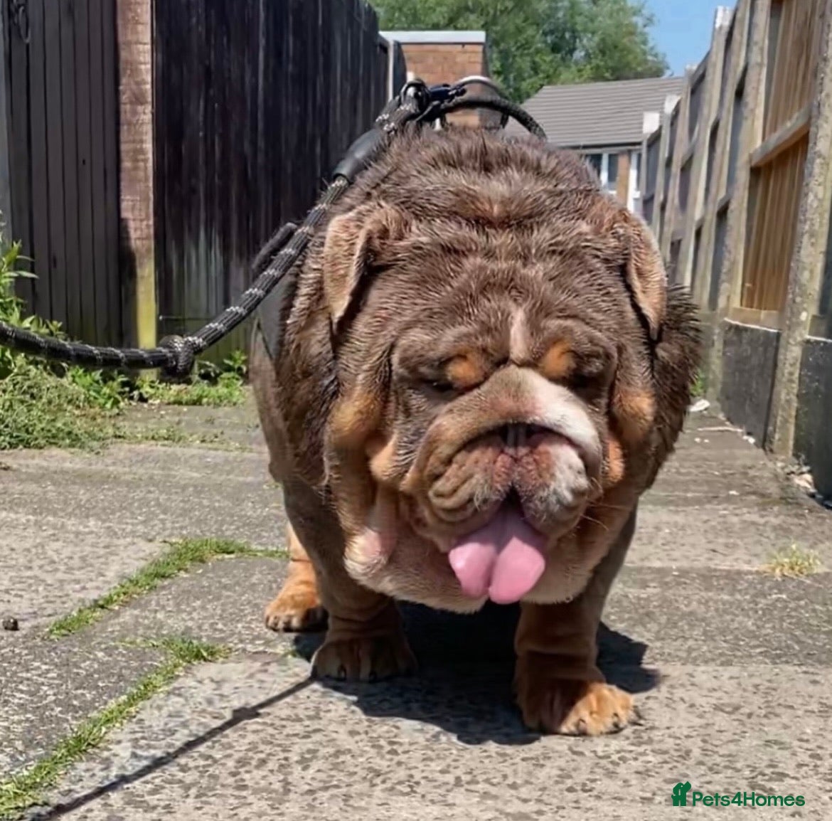 English Bulldog dogs SMOKEY 💨 for stud 💨 in Wigan - Advert 17