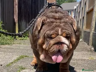 English Bulldog dogs SMOKEY 💨 for stud 💨 - Advert 1