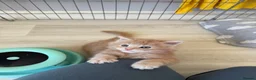 Maine Coon cats for sale: Pedigree Maine Coon Kittens, Show Lines - Advert 10