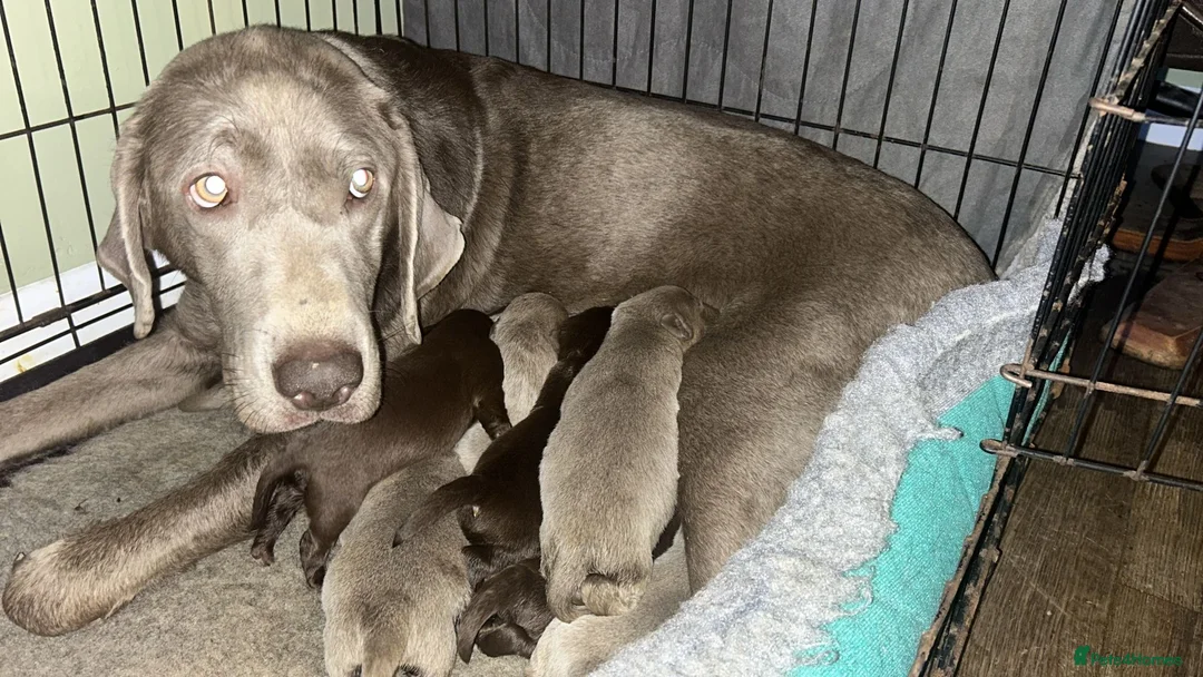Labrador Retriever dogs for sale: Beautiful chocolate and Silver Labrador pups - Advert 1