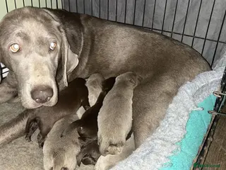 Labrador Retriever dogs Beautiful chocolate and Silver Labrador pups - Advert 10