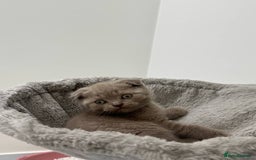 Scottish Fold cats for sale: Amazing Lilac Scottish Fold Kittens - Image 6