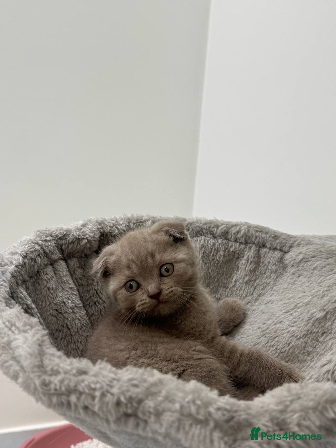 Scottish Fold cats for sale: Amazing Lilac Scottish Fold Kittens - Image 6