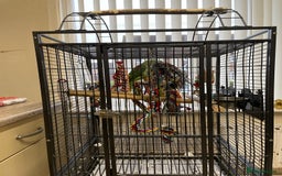 Parakeets birds for sale: Alexandrine Parrot 🦜  - Advert 2