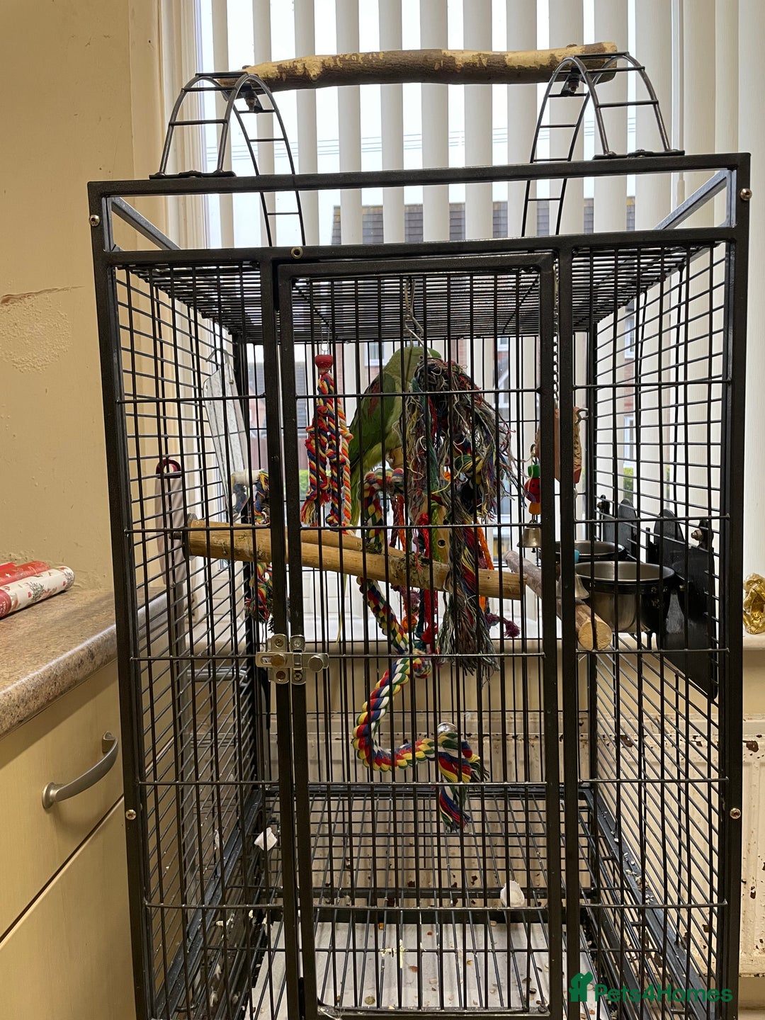 Parakeets birds for sale: Alexandrine Parrot 🦜  - Advert 2