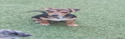 Jack Russell dogs for sale: A very colourful litter of Jacks - Advert 2