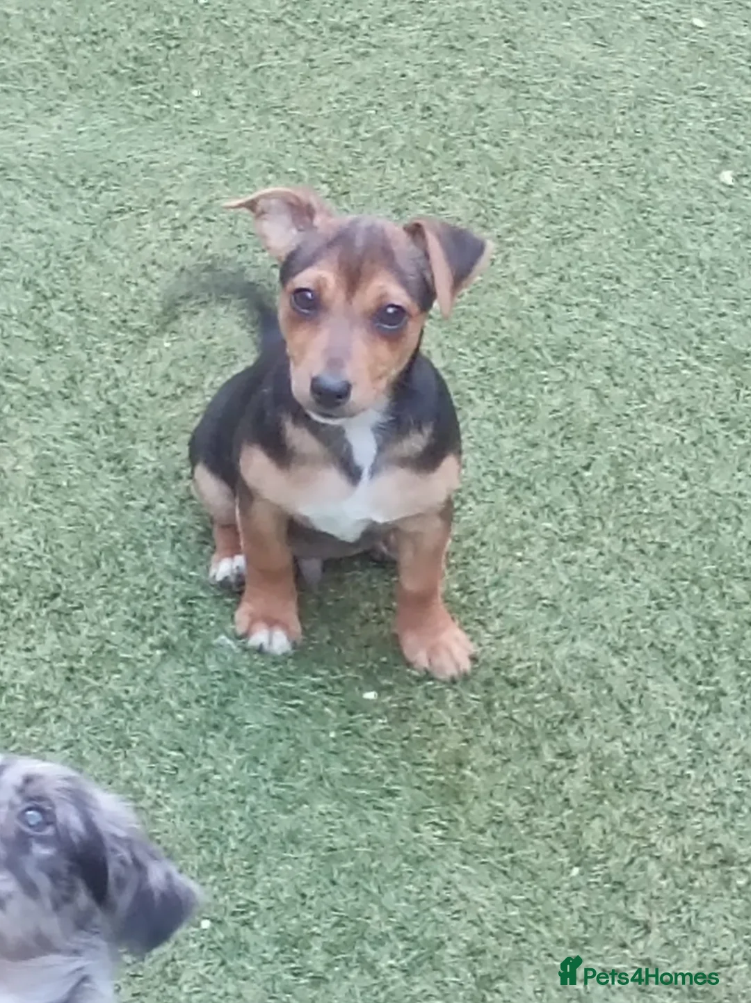 Jack Russell dogs for sale: A very colourful litter of Jacks - Advert 2