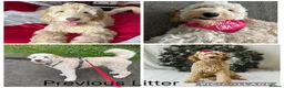 Mixed Breed dogs for sale: Multigeneration Cream/Apricot Double Labradoodles  - Advert 26