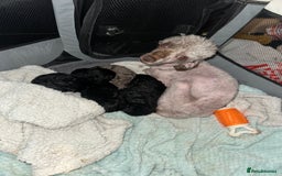 Maltipoo dogs for sale: F1 Toy Maltipoos - Image 1