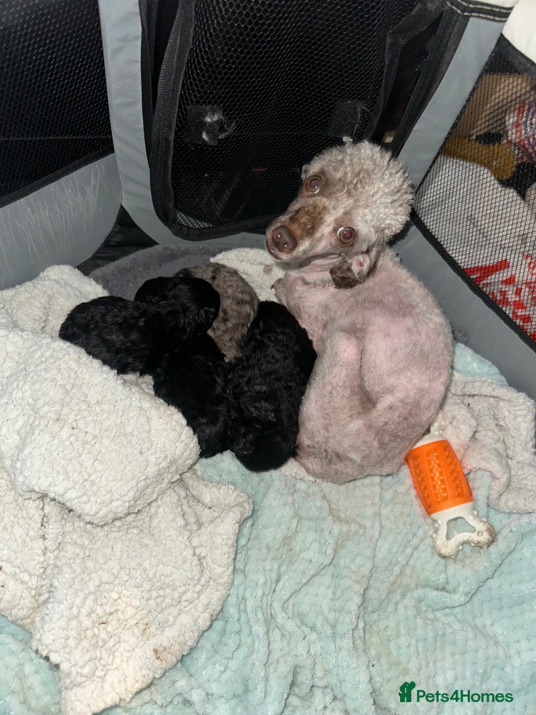 Maltipoo dogs for sale: F1 Toy Maltipoos - Image 1