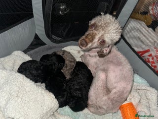 Maltipoo dogs - Advert 1