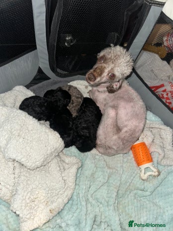 Maltipoo dogs - Advert 2