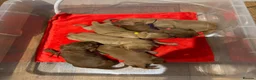 Labrador Retriever dogs for sale: Outstanding quality dark fox red Labrador pups - Advert 2