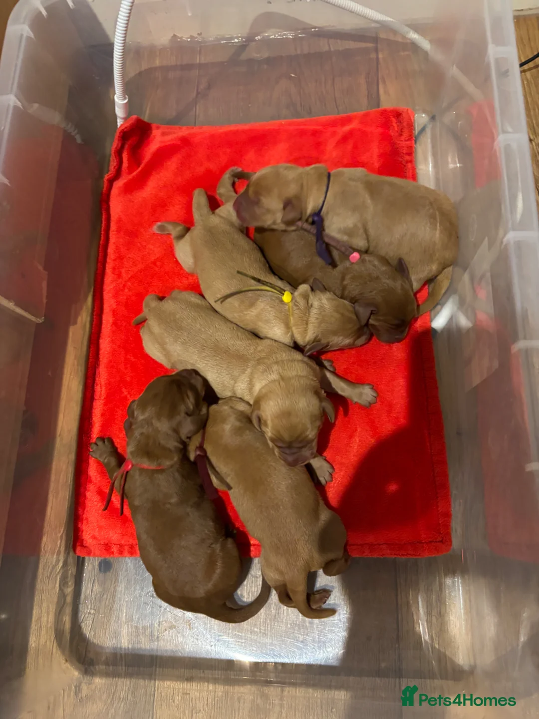 Labrador Retriever dogs for sale: Outstanding quality dark fox red Labrador pups - Advert 2