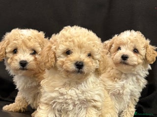 Poochon dogs - Advert 1