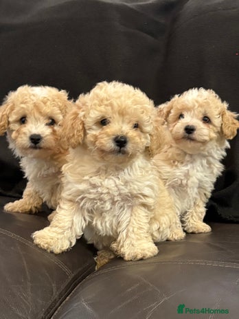 Poochon dogs - Advert 1