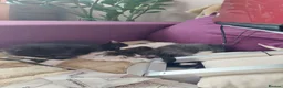 Mixed Breed cats for sale: 3 kittens  - Advert 20