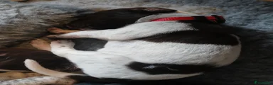 German Shorthaired Pointer 6