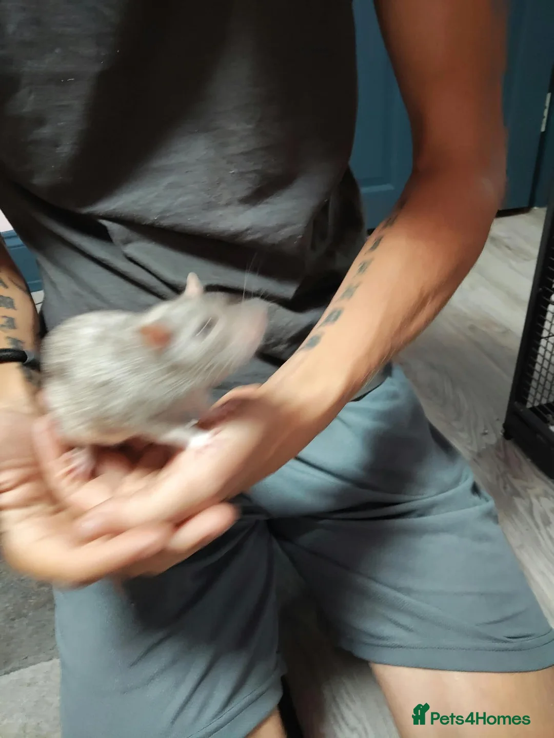 Rat rodents for sale: 2 male rats with cage and accessories  in Leigh-on-Sea - Advert 1