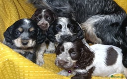 Cocker Spaniel dogs for sale: Show Type blue/Tri/chocolate Roan Cocker Spaniels  - Image 32