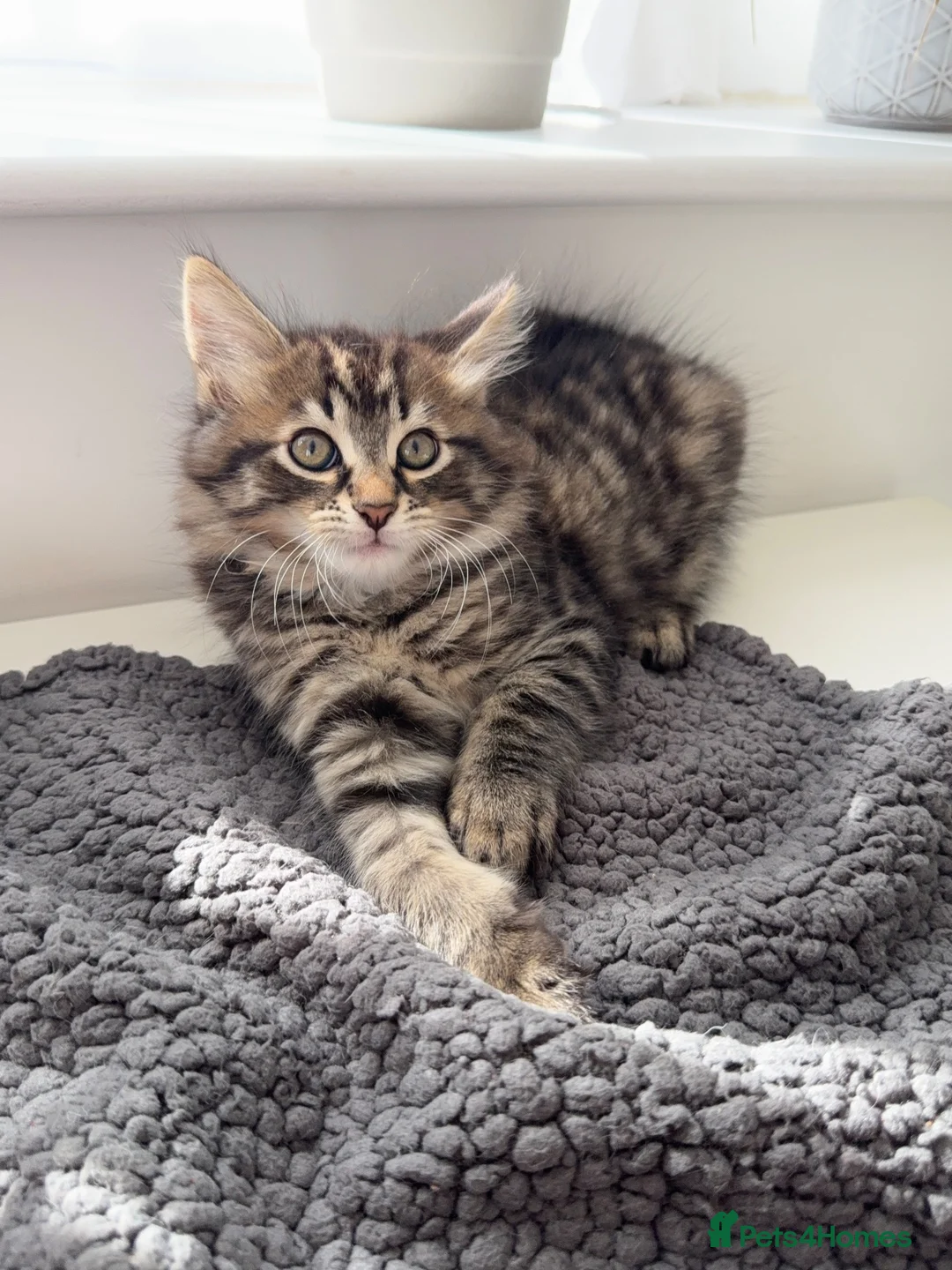 Turkish Angora cats for sale: Cute Turkish Angora x British Shorthair Kitten - Advert 23
