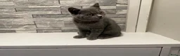 British Shorthair cats for sale: Beautiful British shorthair kittens - Advert 20