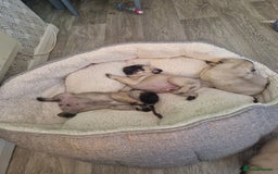 Pug dogs for sale: Puggies for sale - Image 3