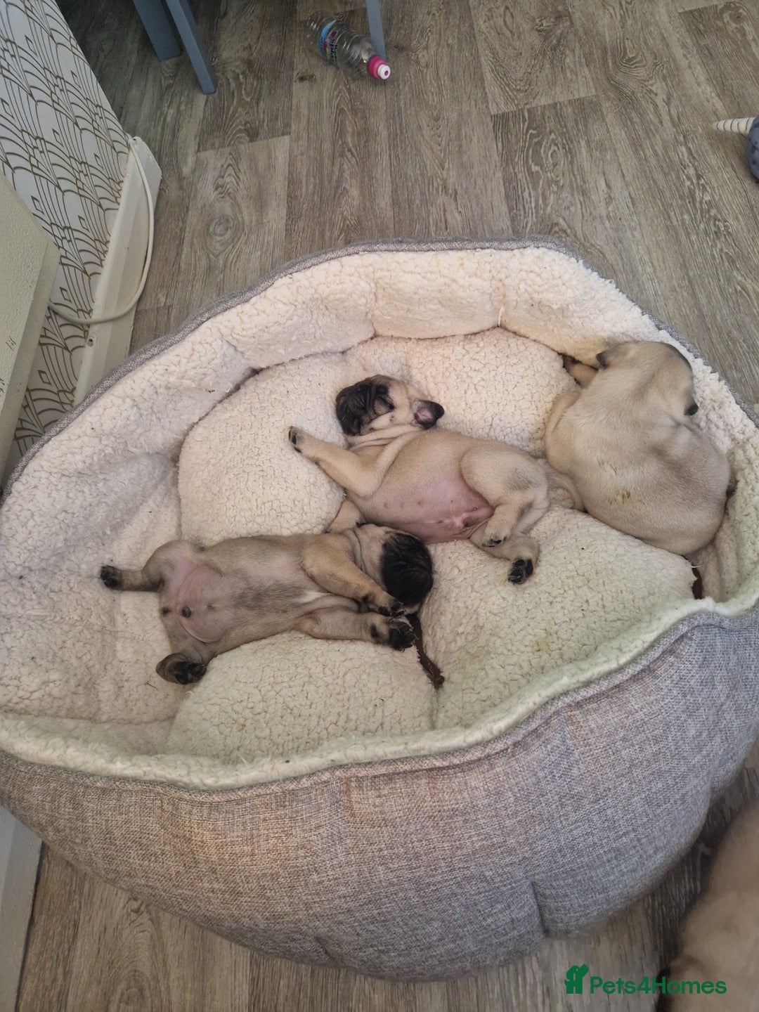 Pug dogs for sale: Puggies for sale - Image 3
