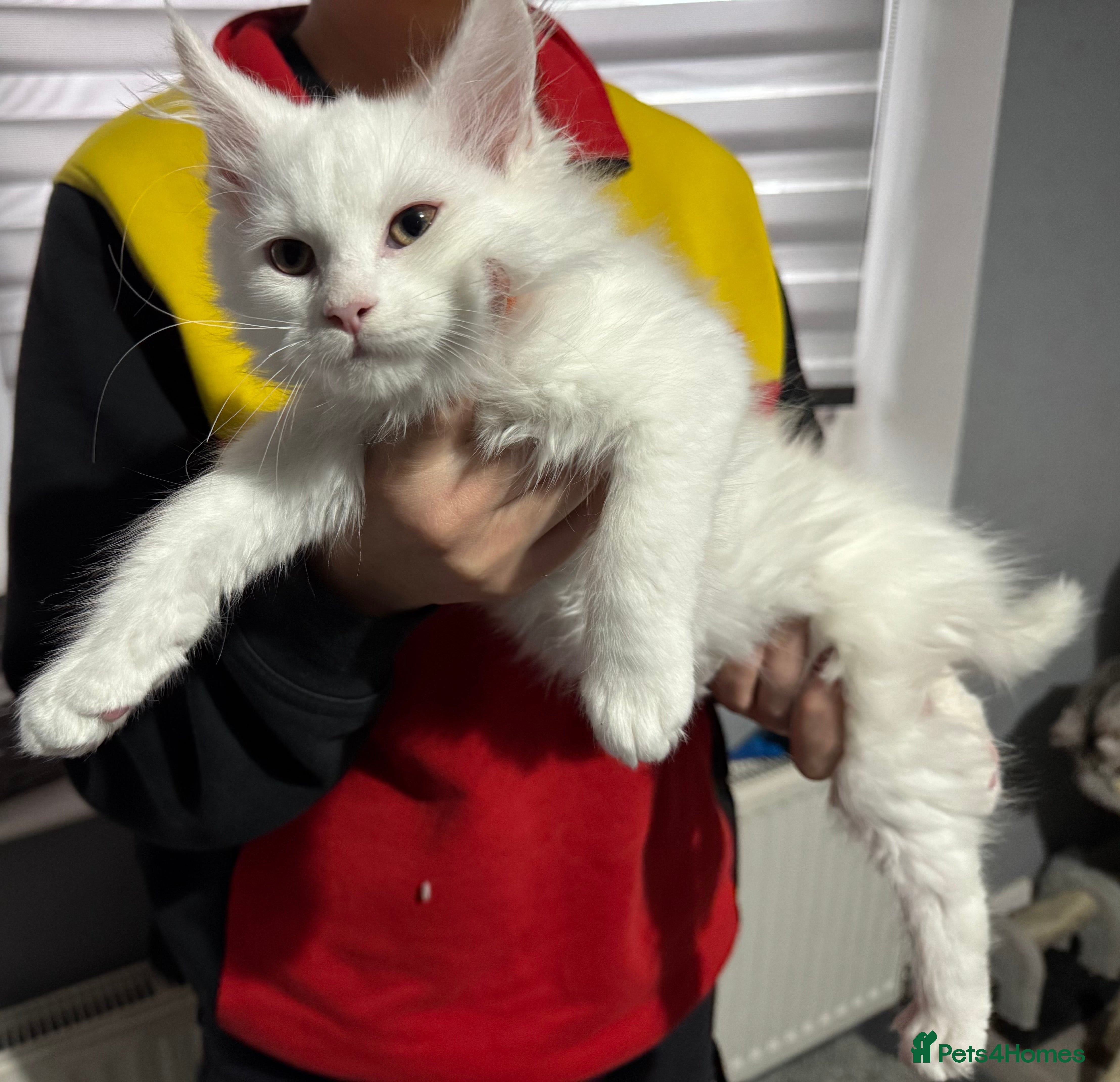 Maine Coon cats Pure Maine Coon kittens  - Advert 13