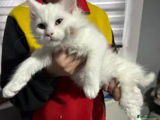 Maine Coon cats Pure Maine Coon kittens - Advert 13