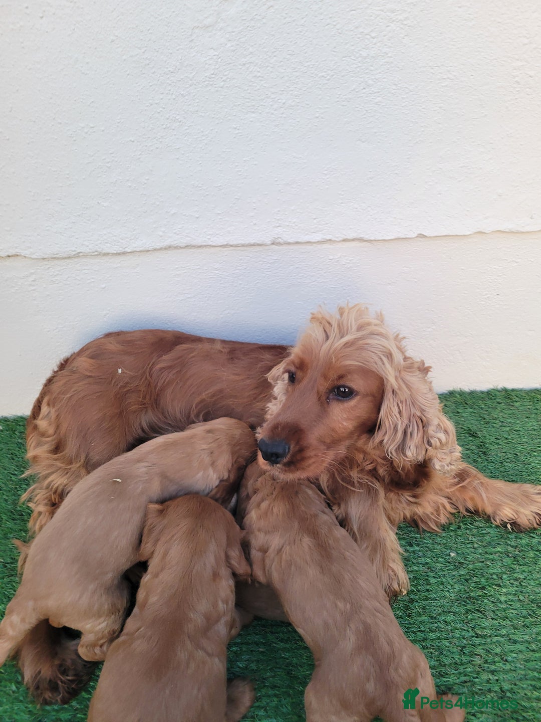 Cocker Spaniel dogs for sale: Cocker spaniel  - Advert 1