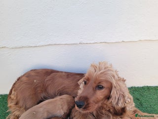 Cocker Spaniel dogs Cocker spaniel - Advert 1