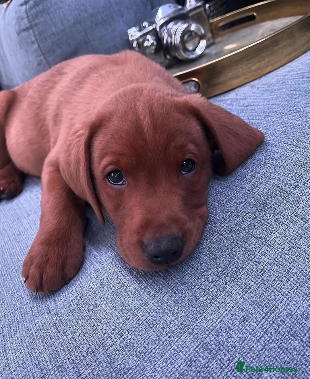 Labrador Retriever dogs for stud: AGLABS ICON - HEALTH TESTED DARKEST FOX RED in Grantham - Advert 30